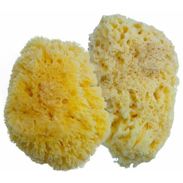 Sea Sponge